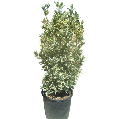 Evonimo Bravo 100 cm