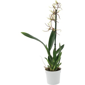 Orchidea esotica in vaso bianco con fiori delicati.