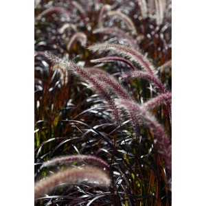 Erba decorativa Semprevivo 't.b.t.' con infiorescenze viola in dettaglio.