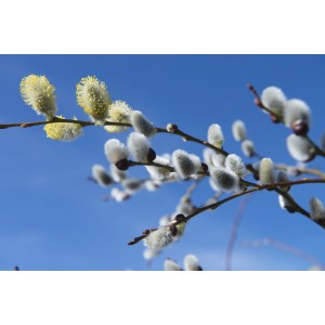 Rami fioriti di arbusto con soffici amenti bianchi su sfondo di cielo blu.