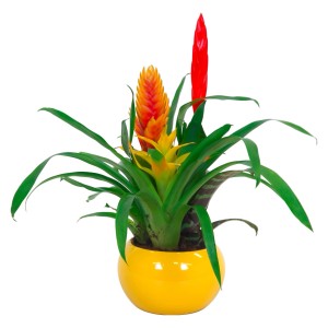 Composizione di bromelie in vaso giallo, ca. 15 cm Ø, con fiori rossi e arancioni.