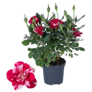 Rosa da aiuola t.b.t. in vaso, fiori a strisce rosse e bianche.