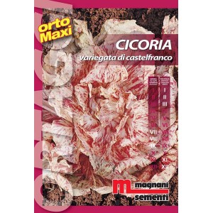 Confezione di semi per Cicoria Variegata di Castelfranco, una speciale varietà di insalata per l'orto.