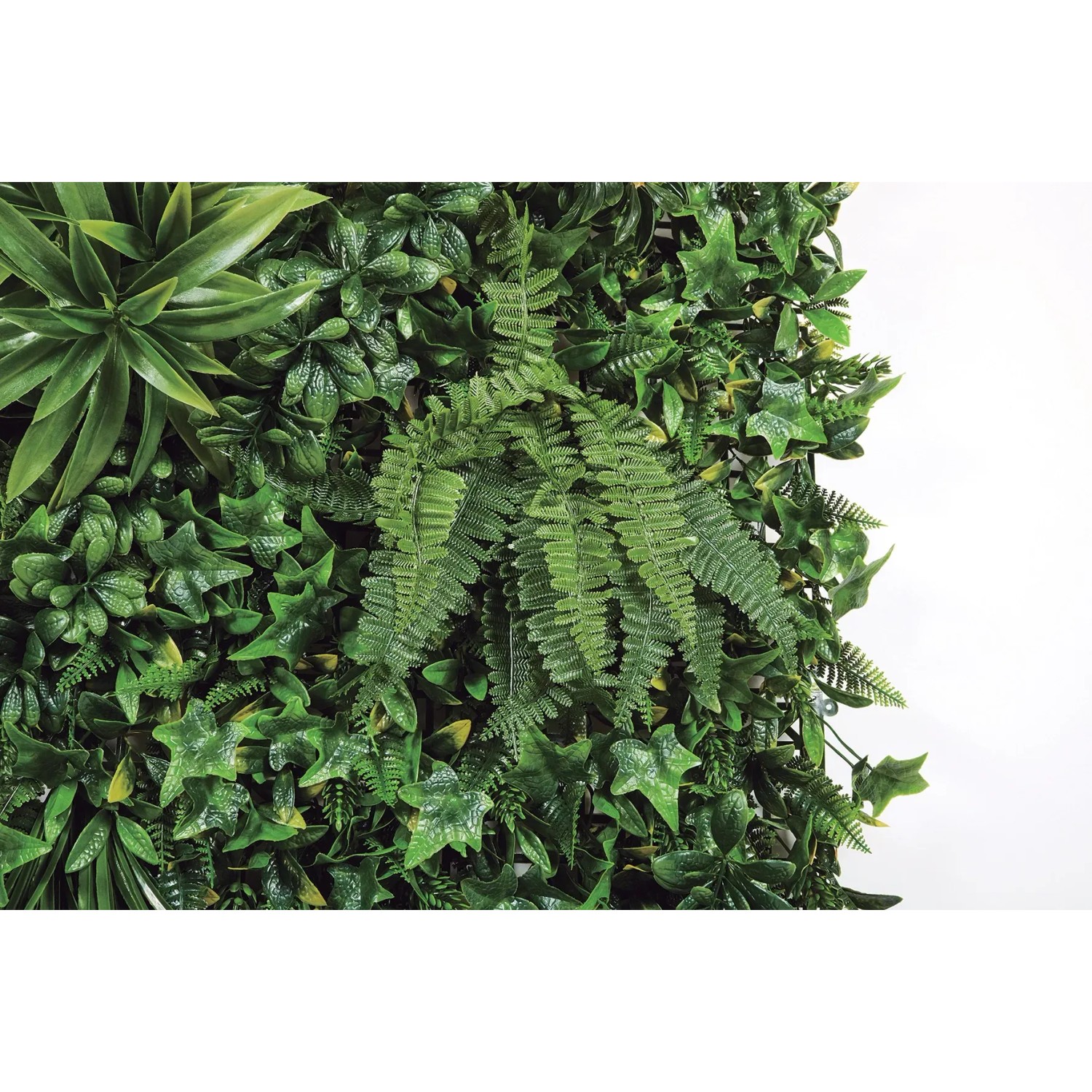 Parete vegetale verde t.b.t. come frangivista e decorazione.