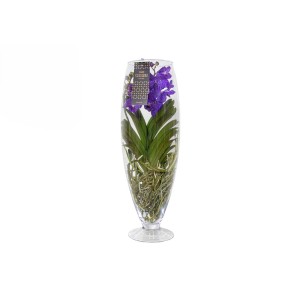 Vanda Champagne vaso 24 cm
