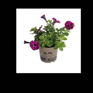 Petunia maculata in vaso, una pianta primaverile colorata per balcone e giardino.