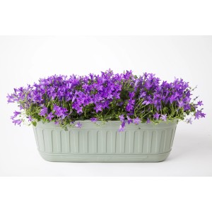 Tappeto di fiori blu in fioriera da esterno t.b.t. verde chiaro.