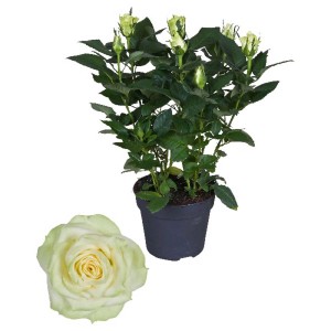 Rosa antica in vaso con un singolo fiore. Elegante pianta da interno.