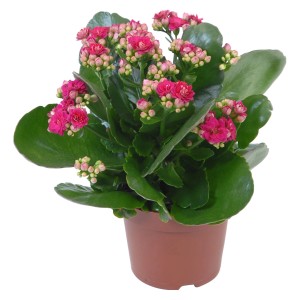 Calandiva Katy Fiammeggiante viola in vaso, Kalanchoe con fiori doppi.