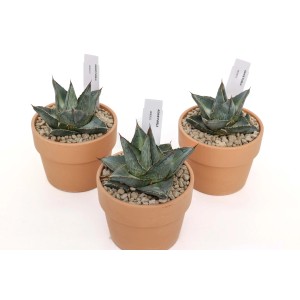 Tre piante grasse Agave Potatorum 'Kissho Kan' in vasi di terracotta.