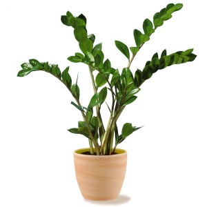 Scheurich vaso 920 Canyon, Ø 28 cm, con Zamioculcas pianta d'appartamento.