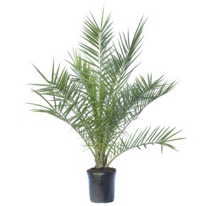 Palma da dattero nana verde in vaso per interni.