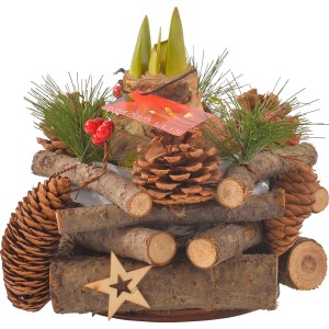 Composizione invernale con Amaryllis rossa in vaso, decorata con pigne, legno e stella.