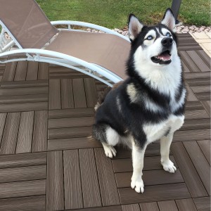 Cane seduto su piastrelle marroni per patio. Categoria: Pavimentazioni per esterno.