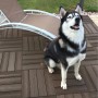 Cane seduto su piastrelle marroni per patio. Categoria: Pavimentazioni per esterno.