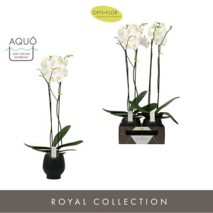 Phalenopsis 2 rami Diamond Abruzzo Vasp 15 cm