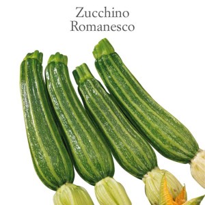 Zucchine verdi 'Romanesco' come ortaggio per l'orto.