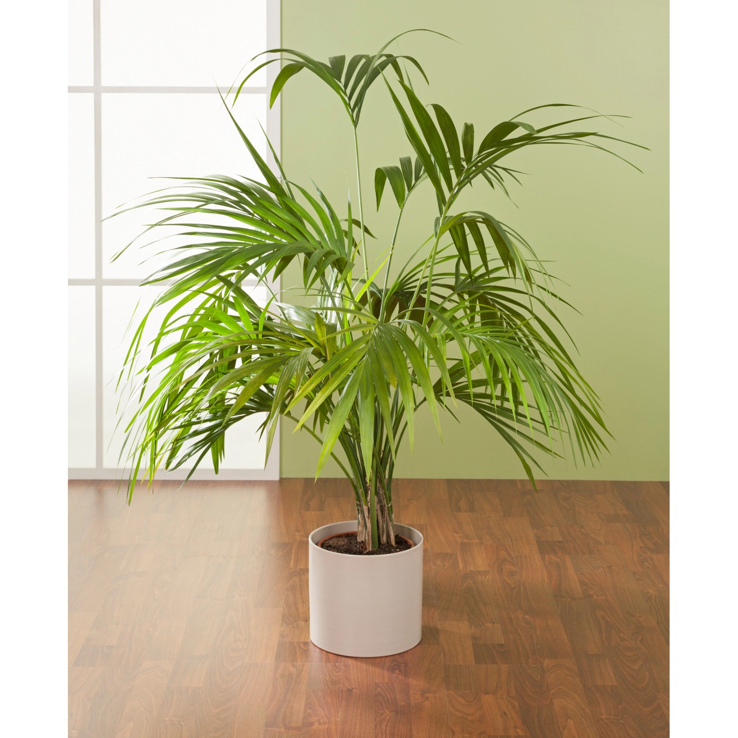 Scheurich vaso per piante 828 Sesame, Ø 28 cm, con pianta verde da interno.