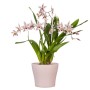 t.b.t. in vaso rosa. Pianta da interno con fiori bianchi e rossi. Decorativo Vasi per piante.