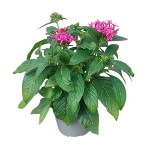 Pianta Pentas lanceolata in vaso Ø 14 cm