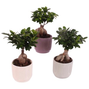 Tre bonsai t.b.t. in vasi colorati in viola, bianco e grigio.