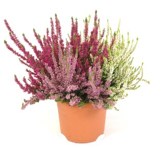 Erica & Calluna colorata in vaso con fiori rosa, fucsia e bianchi.