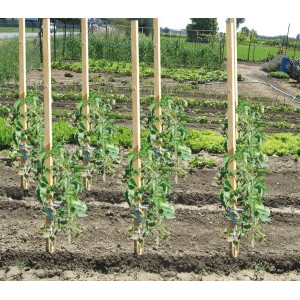 Piante di pomodoro sostenute da pali di legno in giardino. Supporti da giardinaggio.