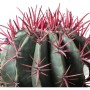 Cactus mix ciotola Ø 25 cm_3