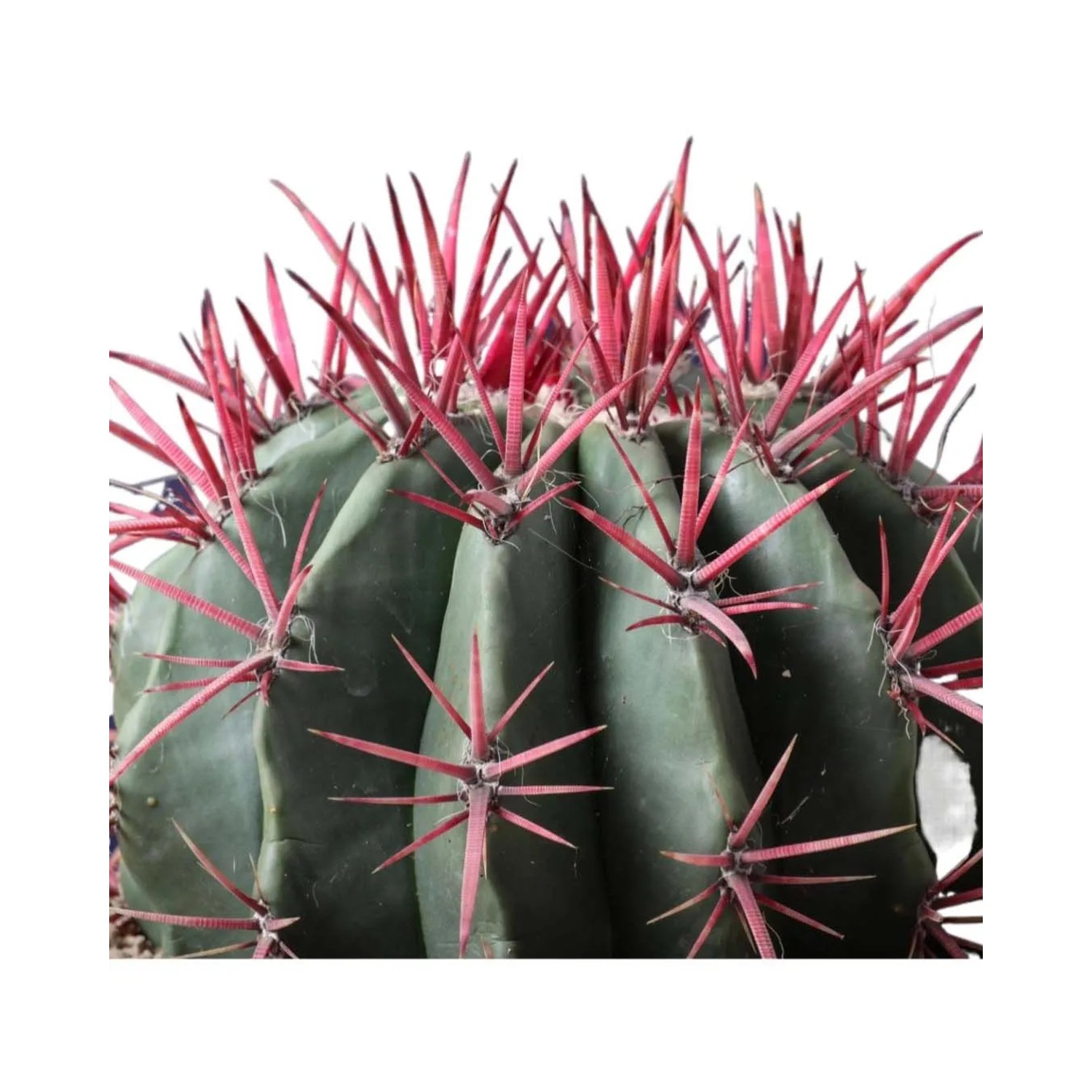 Cactus mix ciotola Ø 25 cm_3