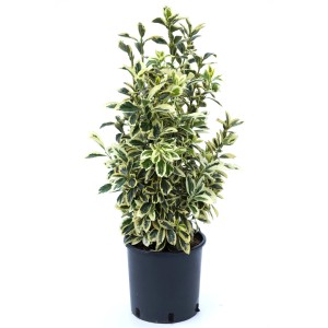 Evonomo sempreverde 't.b.t.' in vaso, foglie verdi con bordo bianco.