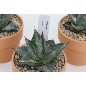 Succulenta Agave pumila in vaso di terracotta, primo piano.