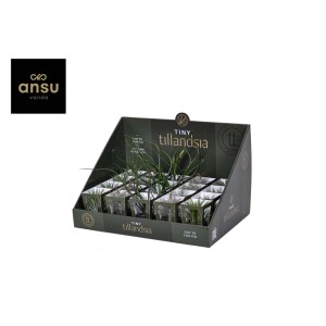 Tiny Tillandsia Mix Vaso 6 cm