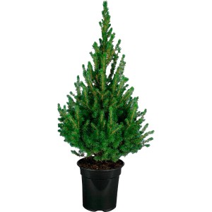 Conifera verde t.b.t. in vaso per giardino o terrazza.