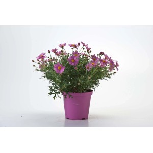 Margherita rosa vaso ø 14 cm