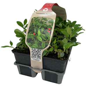 Confezione da 6 di Cotoneaster dammeri in vaso, resistente e tappezzante.