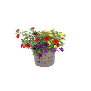 Calibrachoa colorata (campanelle) in vaso, vari colori.