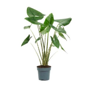 Schlumbergera Mix Vaso Ø 9 cm