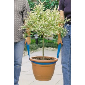 Persone che trasportano un albero in vaso con la cinghia di trasporto LUX. Aiuto per il trasporto in giardino e trasloco.