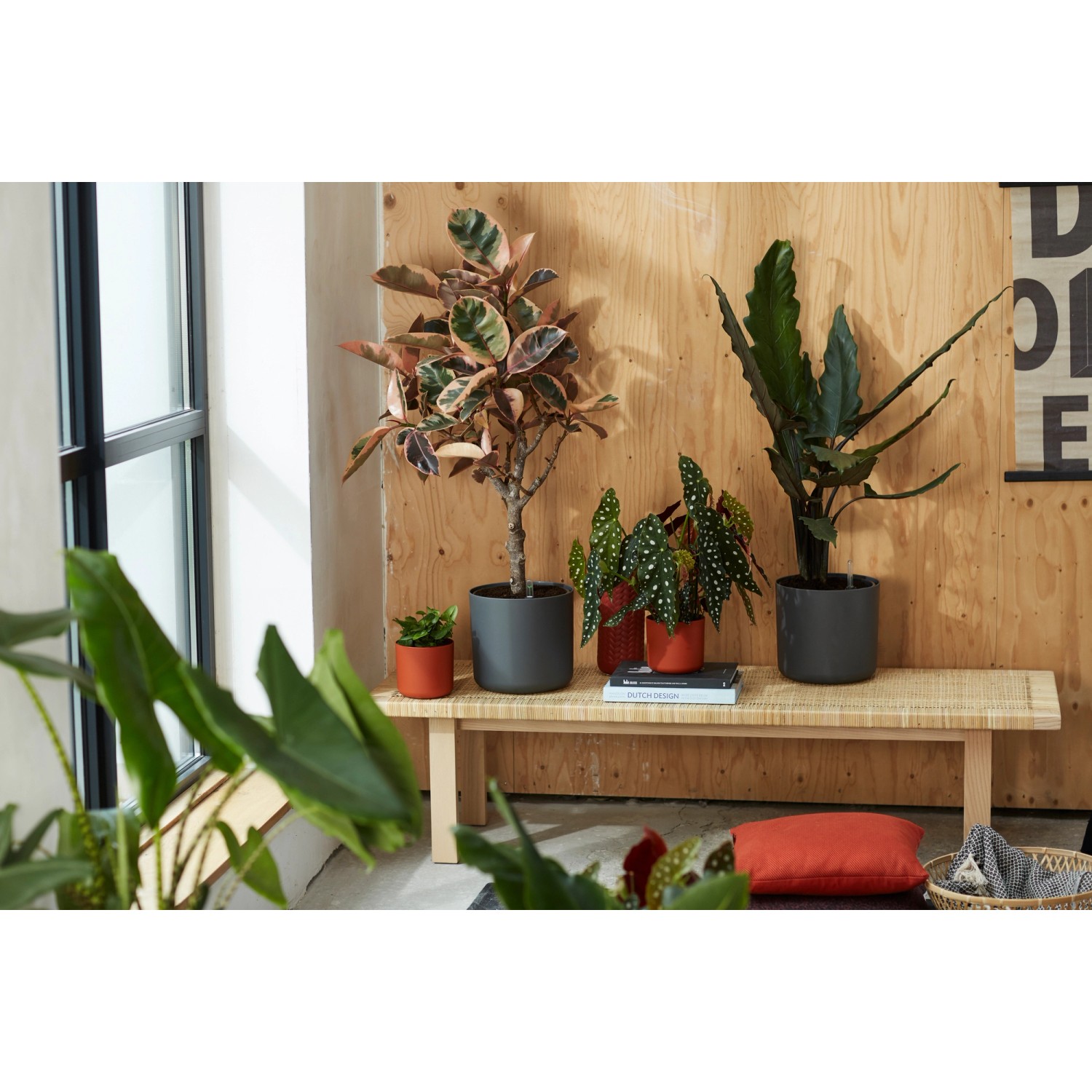 Vaso per piante Elho B.For Soft Round, Ø 16 cm, Antracite, con piante su una panca.