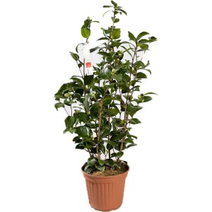 Arbusto t.b.t. in vaso con foglie verdi e boccioli di fiori.