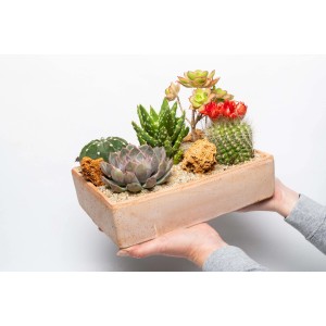 Mani che tengono composizione di vari cactus in vaso oblungo.