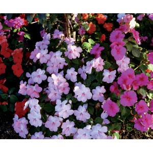 Fiori primaverili in fiore nei toni del rosa e del rosso.