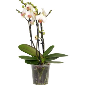 Orchidea farfalla (Phalaenopsis) a 3 steli in vaso, delicati fiori bianchi e rosa.
