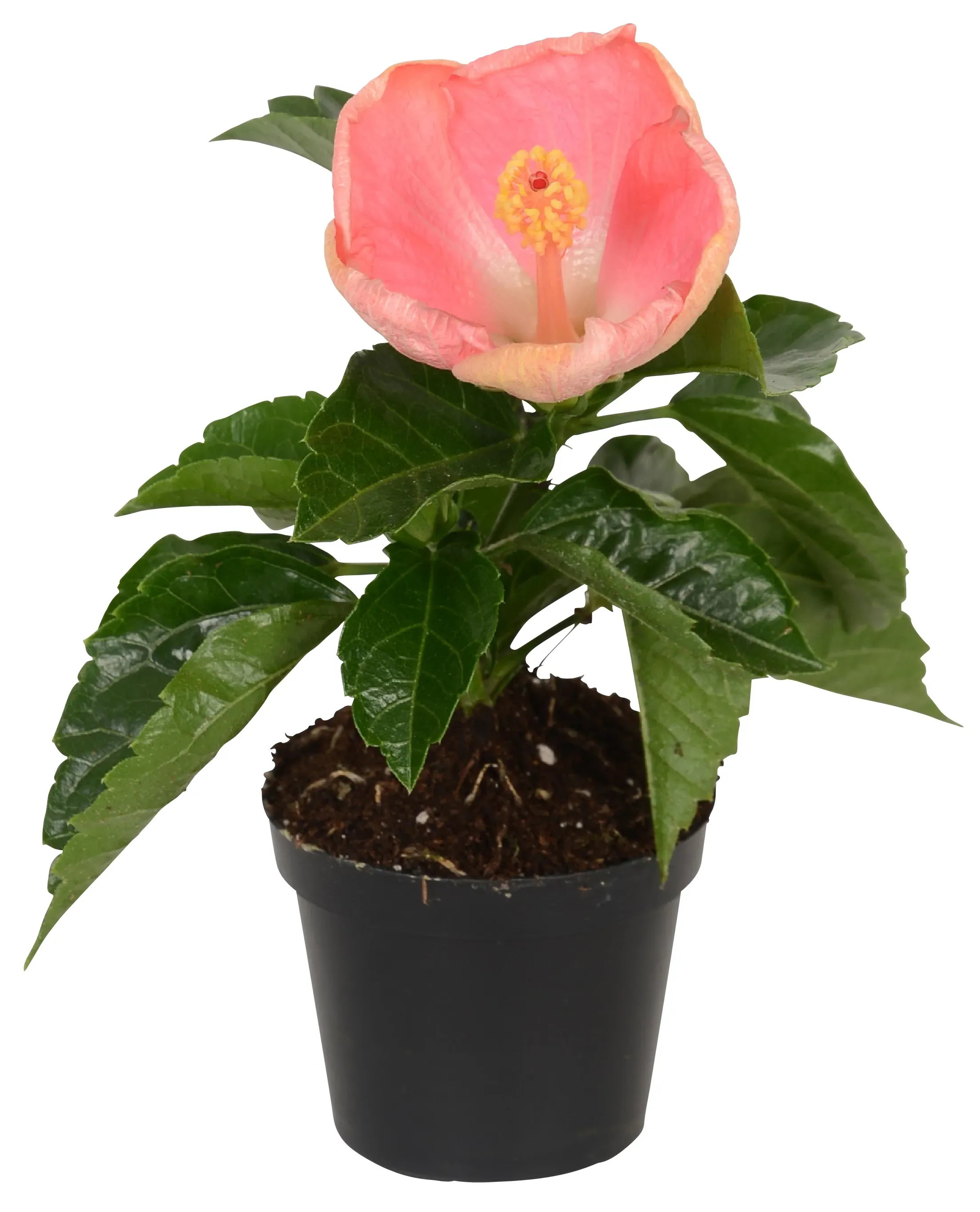 Acquista Ibisco Rosa Sinensis Online Su - Foto 7