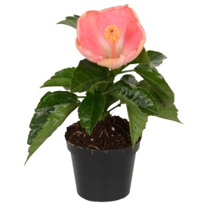 Ibisco cinese Mini Mix in vaso, fiore rosa. Pianta d'appartamento Hibiscus rosa-sinensis.