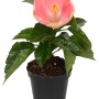 Ibisco cinese Mini Mix in vaso, fiore rosa. Pianta d'appartamento Hibiscus rosa-sinensis.