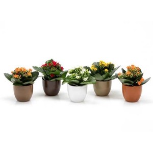 Composizione di piante da interno con Kalanchoe di vari colori in vaso.
