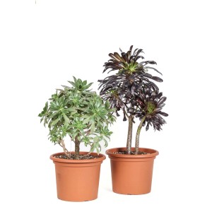 Due cactus t.b.t. in vasi marroni, uno verde, uno rosso scuro.