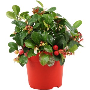 Gaultheria Big Berry in vaso: Gaultheria procumbens con bacche rosse e foglie verdi.