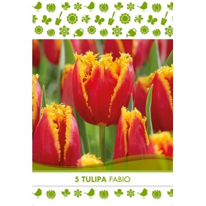 Dettaglio di bulbo di Tulipa Fabio in fiore con fiori rosso-gialli.